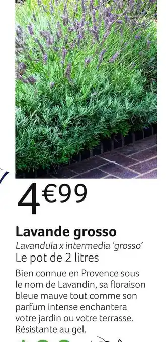 Lavande grosso