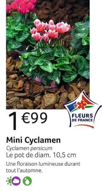 Mini cyclamen