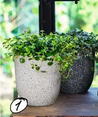 Pilea retombant + céramique