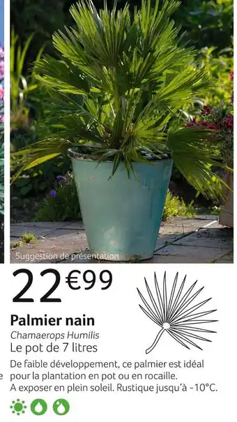 VillaVerde Palmier nain offre