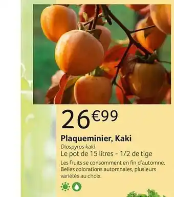 Plaqueminier, Kaki