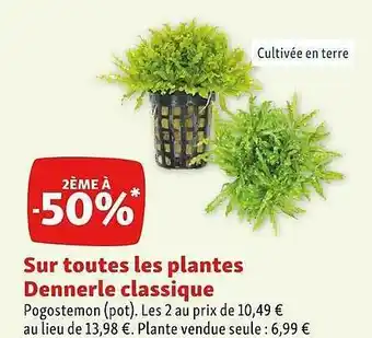 Maxi Zoo Plantes dennerle classique offre