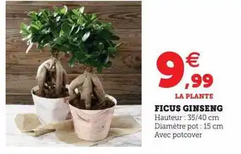Ficus ginseng