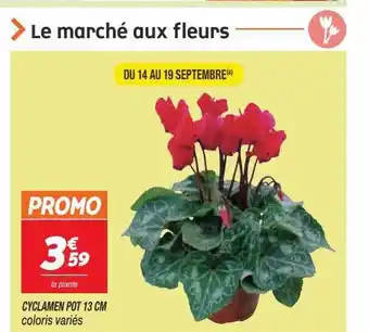 Cyclamen pot 13 cm