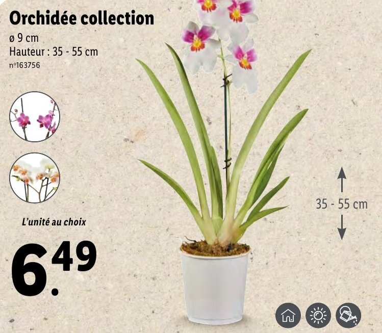 Promo Orchidée collection chez Lidl