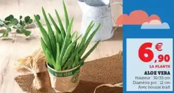 Aloe vera