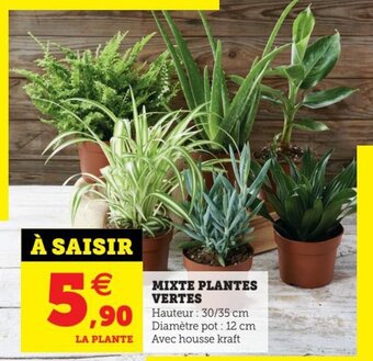 Hyper U Mixte Plantes Vertes offre