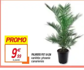 Netto PALMIERS POT 19 CM offre