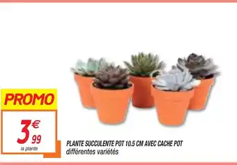 Netto PLANTE SUCCULENTIE POT 10.5 CM AVEC CACHE POT offre