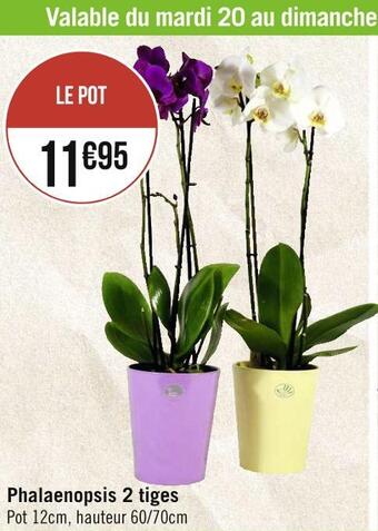 Géant Casino Phalaenopsis 2 tiges offre
