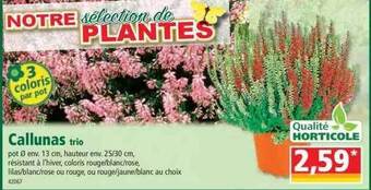 Norma Callunas trio offre