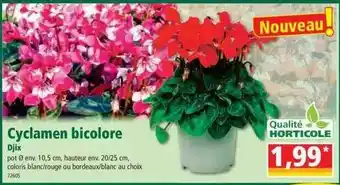 Norma Cyclamen bicolore djix offre