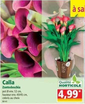 Norma Calla zantedeschia offre