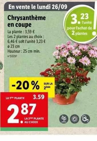 Lidl Chrysanthème en coupe offre