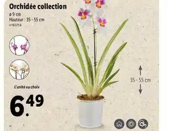 Orchidée collection