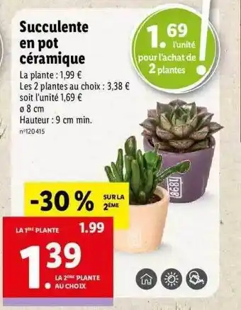 Lidl Succulente en pot céramique offre