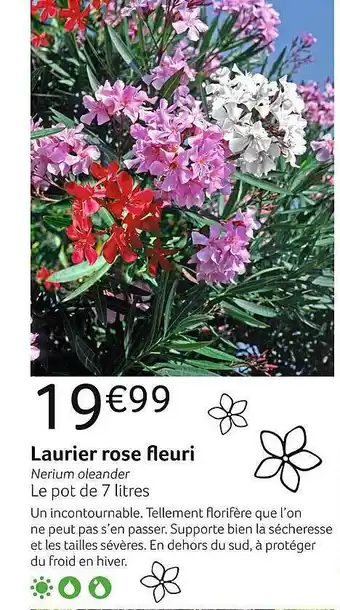 Laurier rose fleuri
