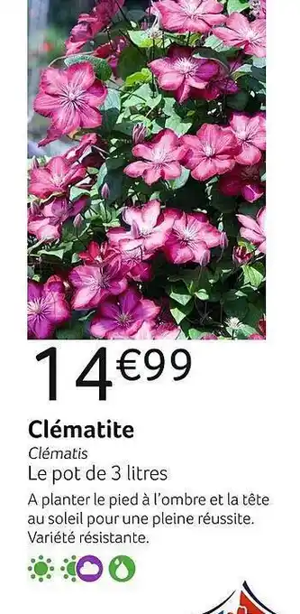 Clématite