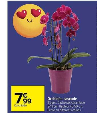 Orchidée cascade
