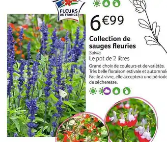 Collection de sauges fleuries