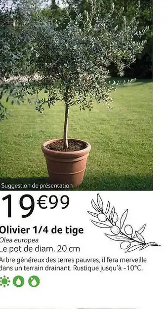VillaVerde Olivier ¼ de tige offre