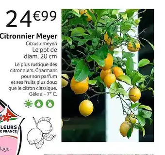 VillaVerde Citronnier meyer offre