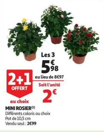 Auchan Mini rosier offre