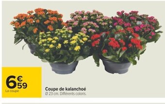 Carrefour Coupe de Kalanchoé offre