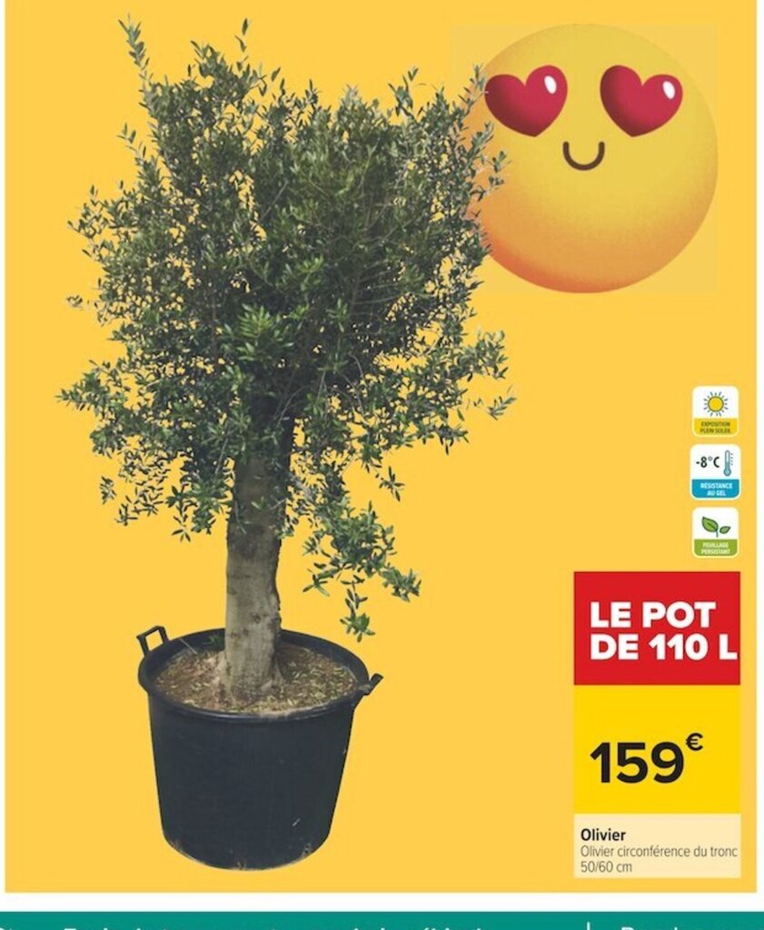 Promo Olivier chez Carrefour