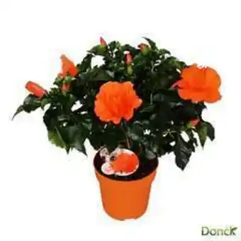 Truffaut Hibiscus 'sunny fiori grande mix': pot ø 17 cm - coloris variables offre