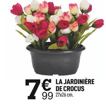 La jardinière de crocus