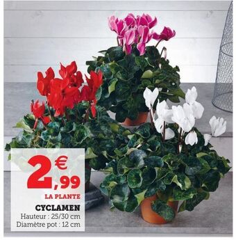 Hyper U Cyclamen offre