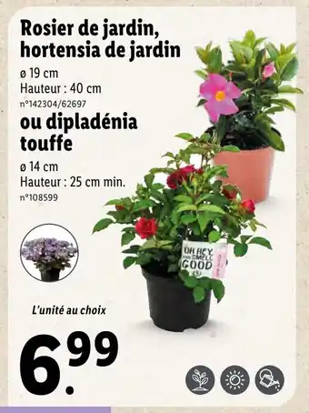 Lidl Rosier de jardin, hortensia de jardin offre
