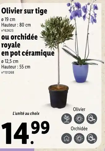 Lidl Olivier sur tige offre