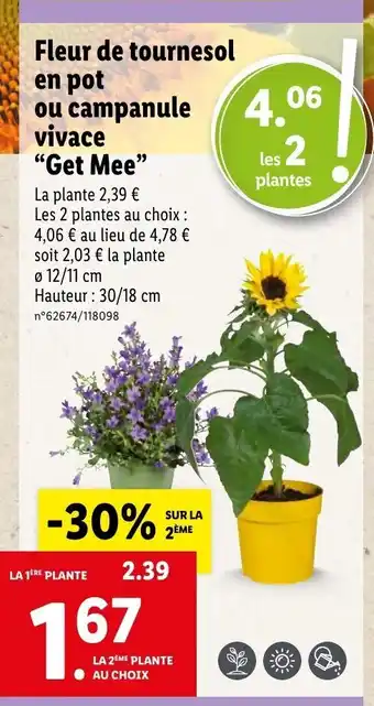 Lidl Fleur de tournesol en pot ou campanule vivace "get mee" offre