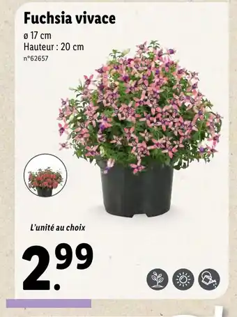 Lidl Fuchsia vivace offre