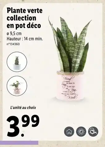 Lidl Plante verte collection en pot déco offre