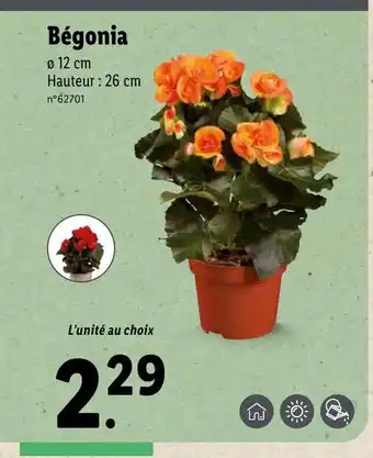 Lidl Bégonia offre
