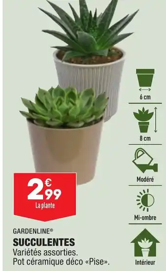 ALDI Succulentes offre