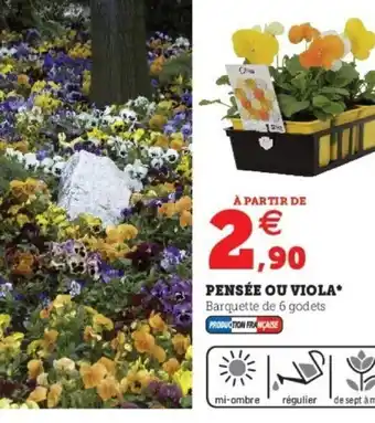 Super U Pensée Ou Viola offre