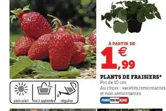 Super U Plants de Fraisiers offre