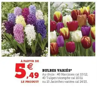 Super U Bulbes Variés offre