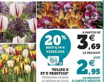 Super U Tulipe u Et u Prestige offre