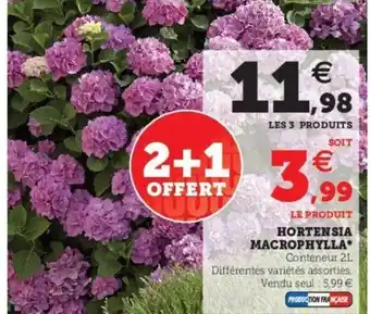 Super U Hortensia Macrophylla offre
