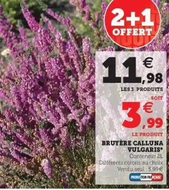 Super U Bruyère Calluna Vulgaris offre