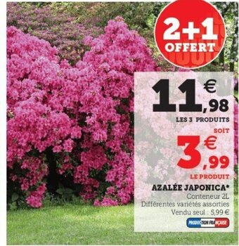 Super U Azalée Japonica offre