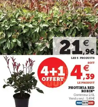 Super U Photinia Red Robin offre