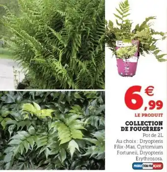 Super U Collection De Fougères offre