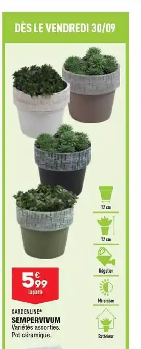 Sempervivum gardenline