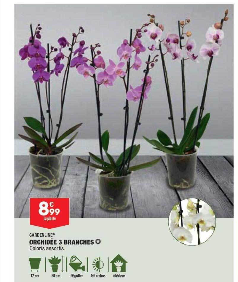Promo Orchidée 3 branches gardenline chez ALDI